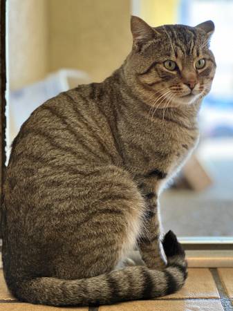 Lost cat