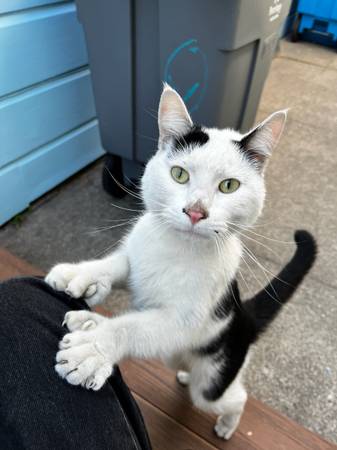Found cat