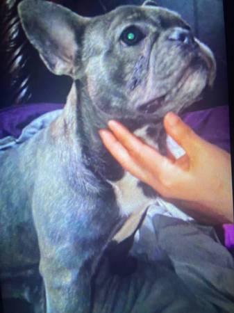 Lost Dog in Oakland