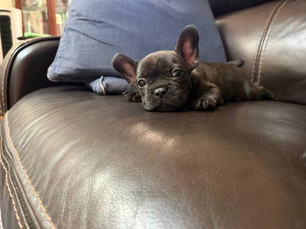 Lost Dog in San Jose