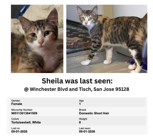 Lost Cat in San Jose