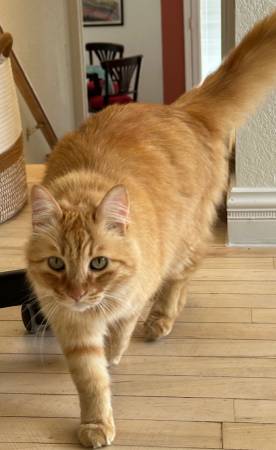Lost Cat in Oakland
