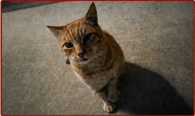 Lost Cat in Fremont