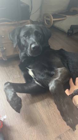 Lost Dog in Oakland