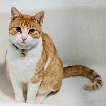 Lost cat