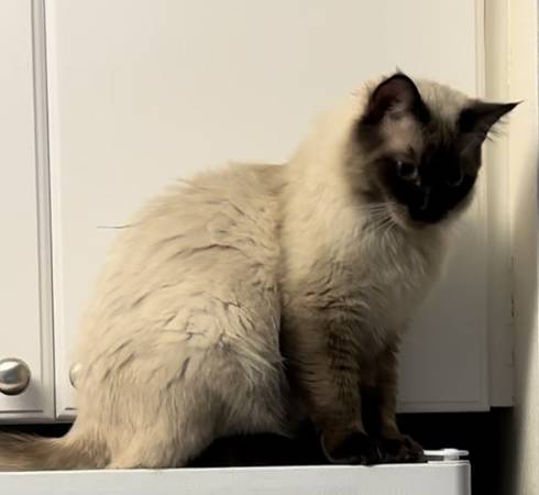 Lost Cat in San Francisco