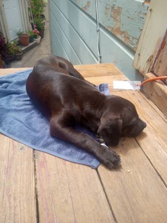 Found dog