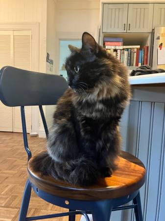 Lost cat
