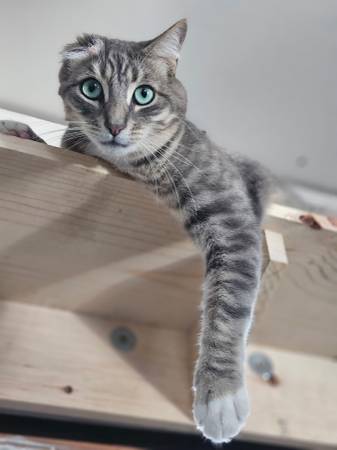Lost Cat in Oakland