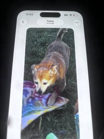 Lost Dog in San Jose
