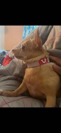 Lost Dog in Watsonville