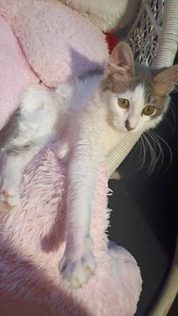 Lost cat