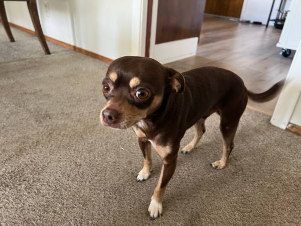 Found dog