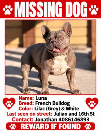 Lost dog