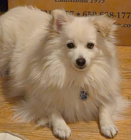 Lost dog