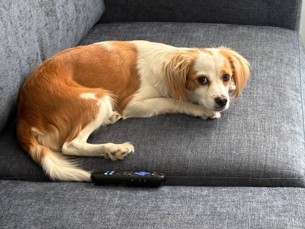 Lost dog