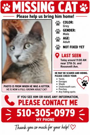 Lost Cat in Richmond