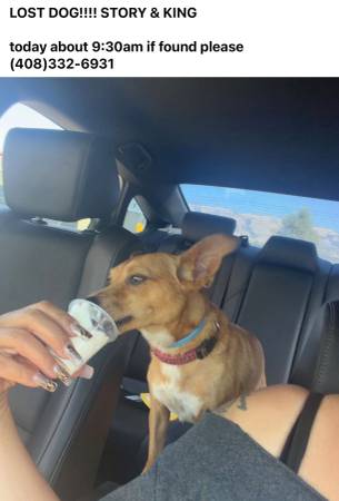 Lost Dog in Story & King