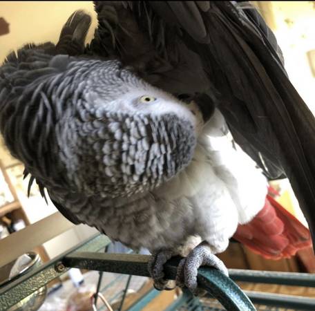 Lost Bird in San Bruno