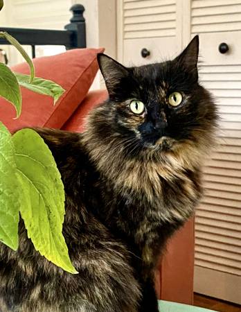 Lost Cat in San Anselmo