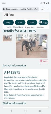 Found dog