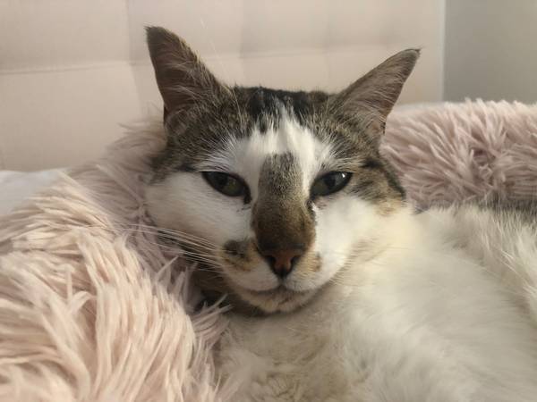 Lost Cat in Bromont