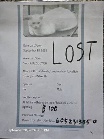 Lost Cat in Sioux Falls