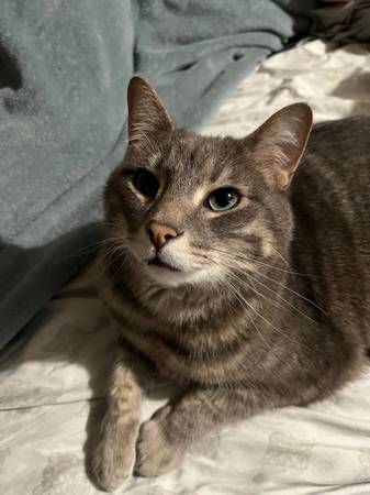 Lost Cat in Sioux Falls