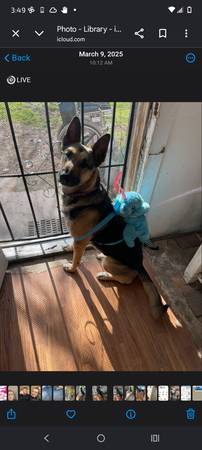 Lost Dog in Hornbrook