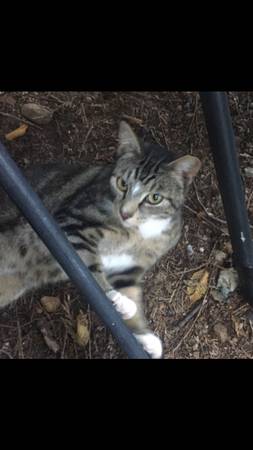 Found Cat in Burlington