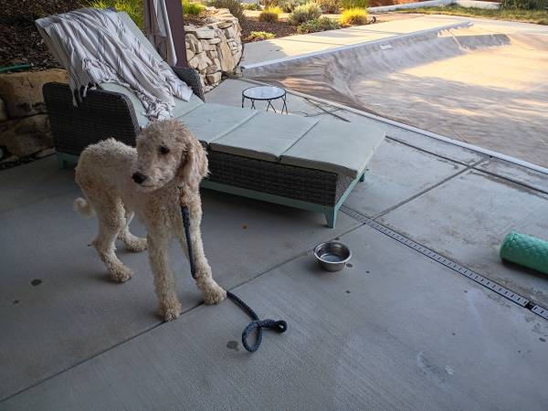 Found Dog in Paso Robles