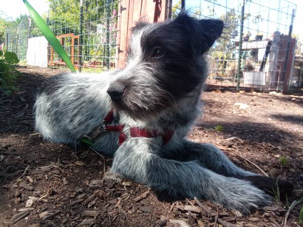 Lost Dog in San Luis Obispo