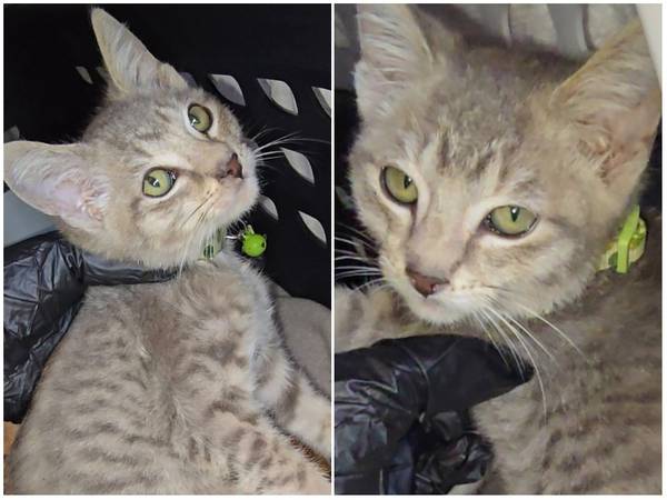 Found cat