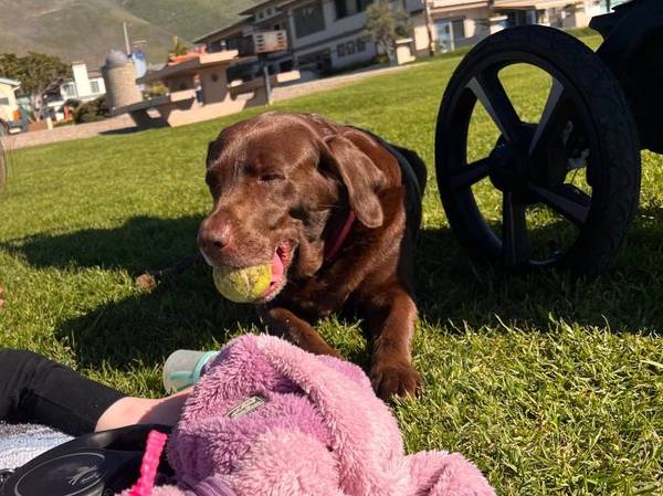 Lost Dog in Shell Beach