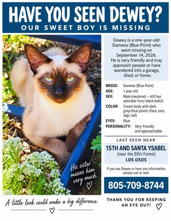 Lost Cat in Los Osos