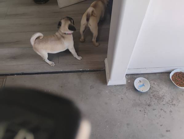 Found Dog in Grover Beach