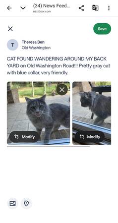 Found Cat in Waldorf
