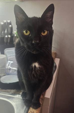 Lost Cat in Williamstown