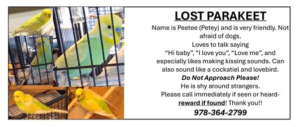 Lost bird