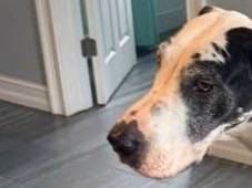 Found dog
