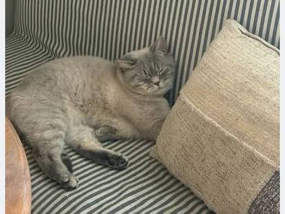 Lost Pet in Spokane