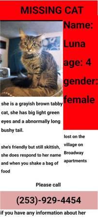 Lost cat