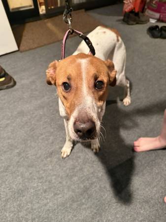Found dog