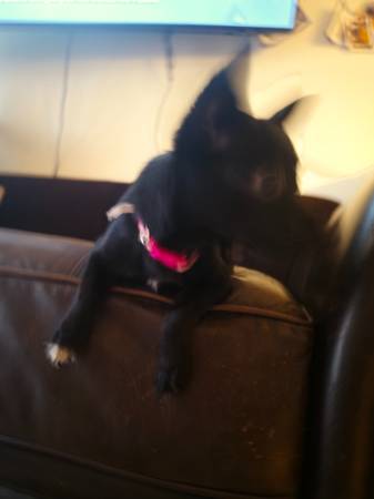 Lost dog