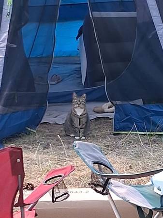 Lost Cat in Oldtown