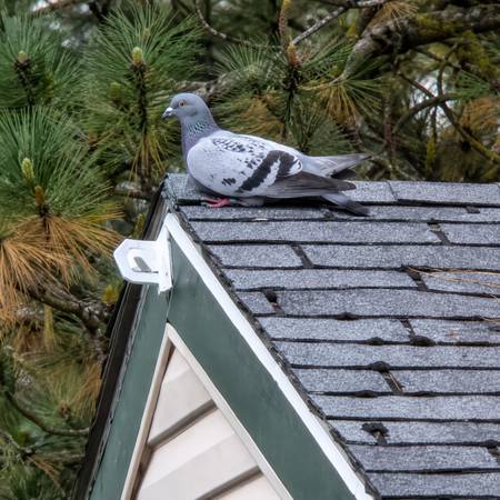 Found bird