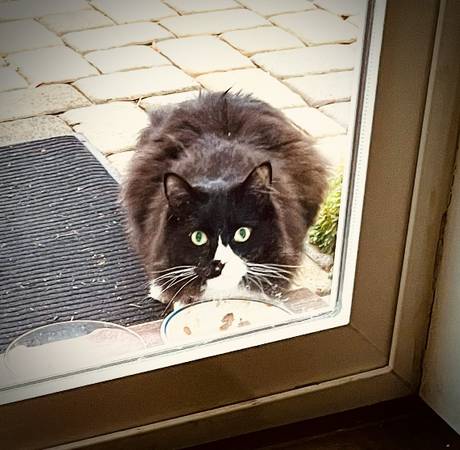 Lost Cat in Nine Mile Falls
