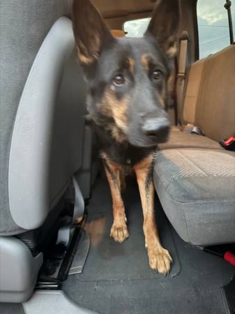 Found dog