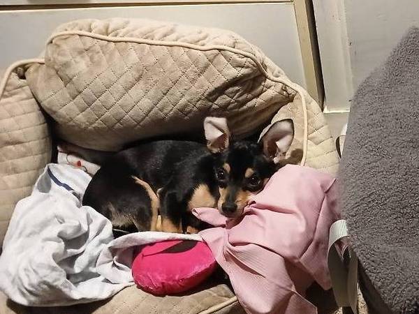Lost dog