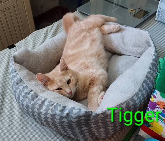 Lost Cat in N. Magnolia And E. Queen